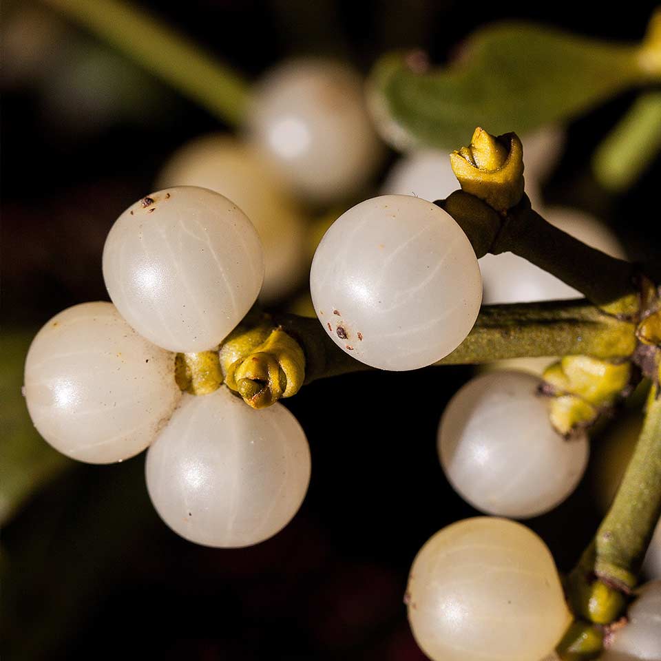 Mistletoe berries and seeds with sticky coating
