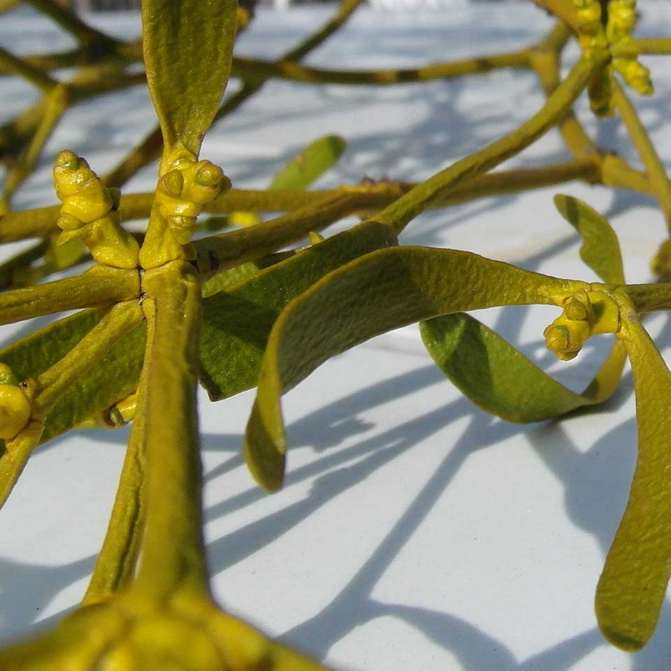 Mistletoe used in homeopathic medicine and cancer trials