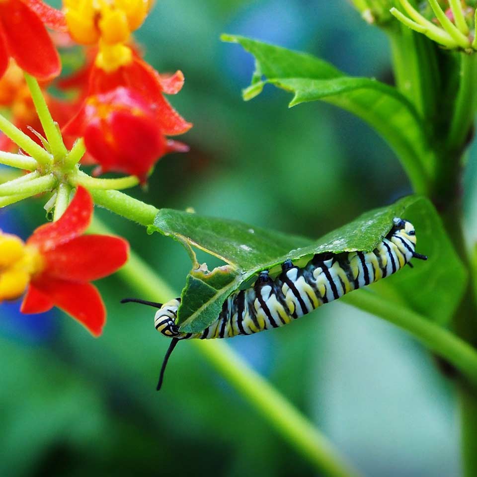 Monarch caterpillar on milkweed leaf