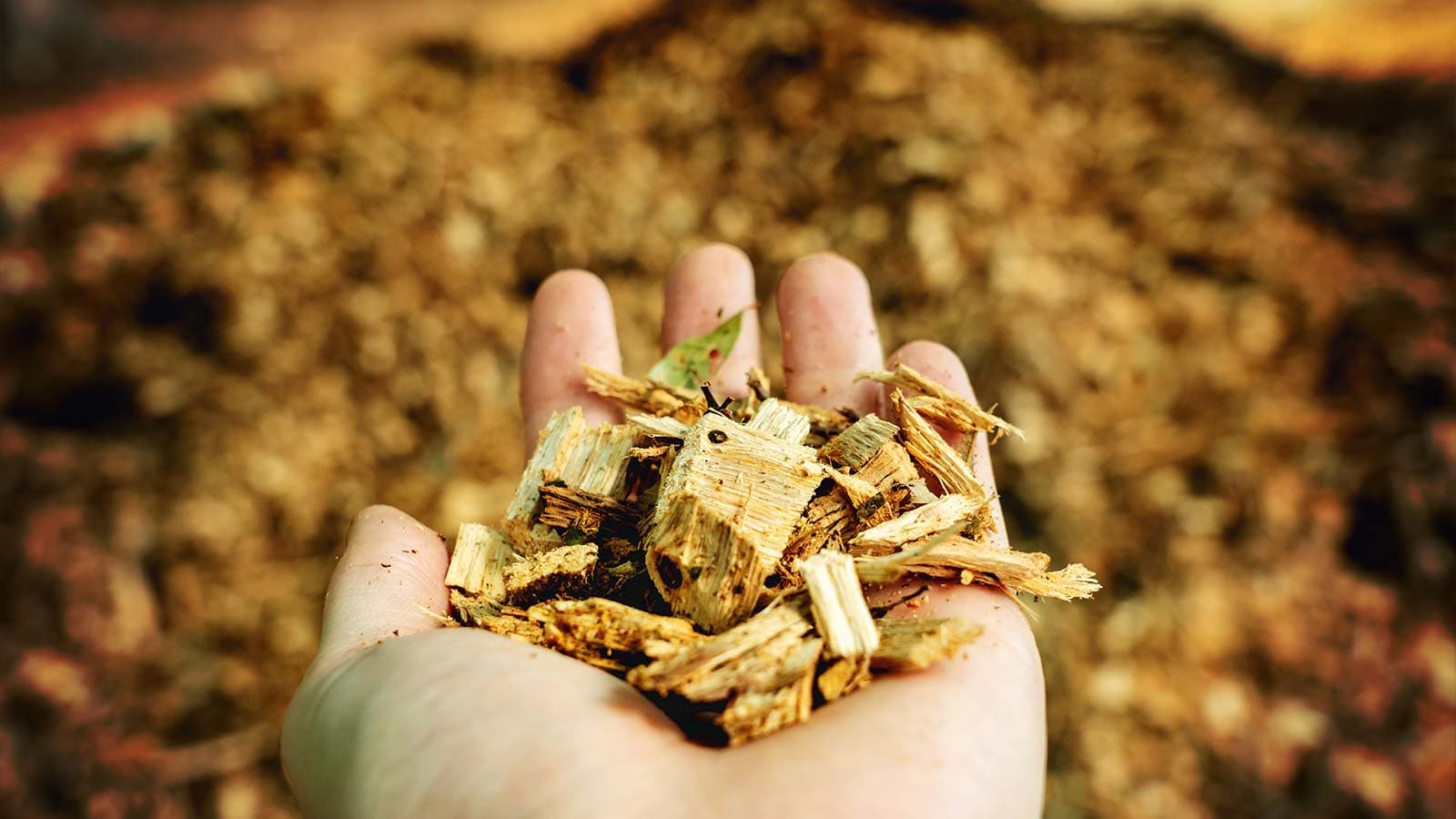 Mulch problems and solutions for tree health maintenance.