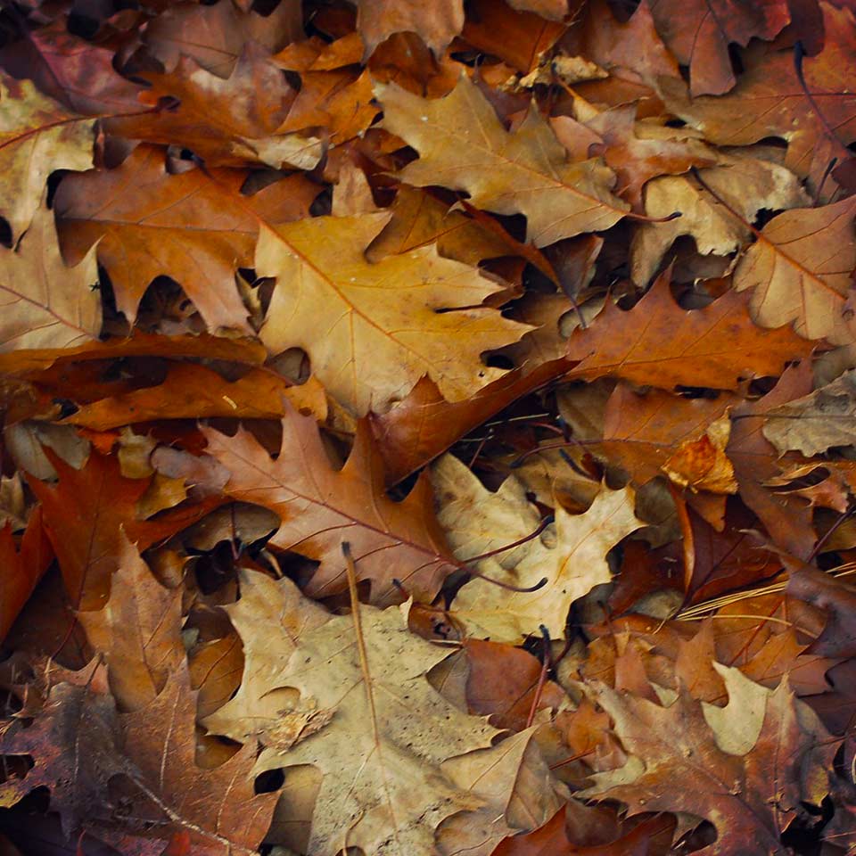 Mulch made from leaves