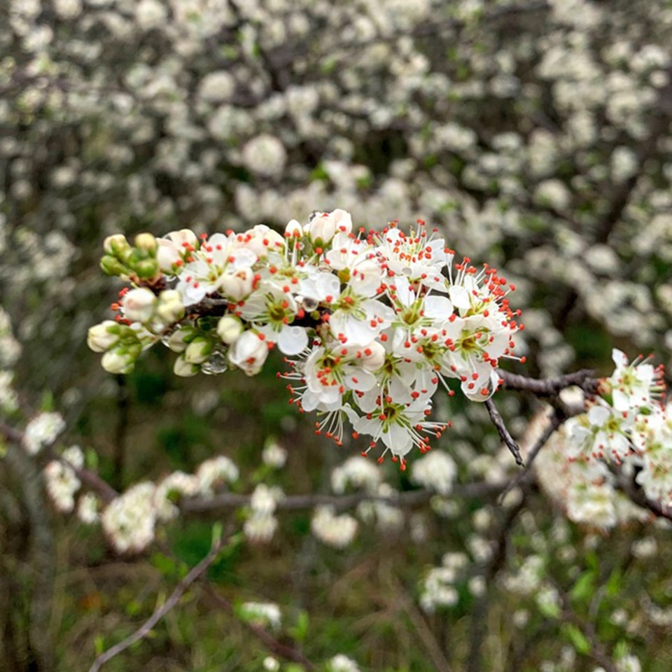 Chickasaw plum shrub with white flowers