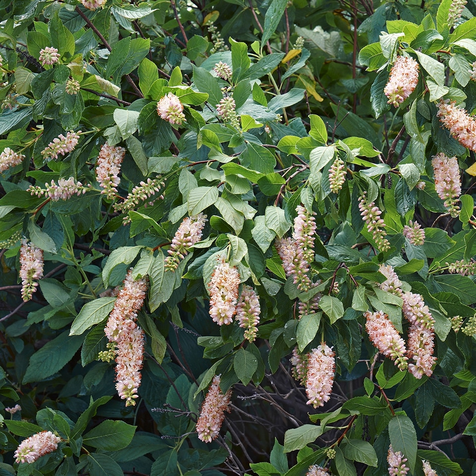 Sweet pepperbush with white flower spikes