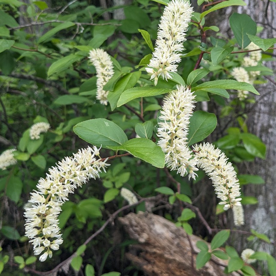 Virginia sweetspire shrub with arching flower spikes