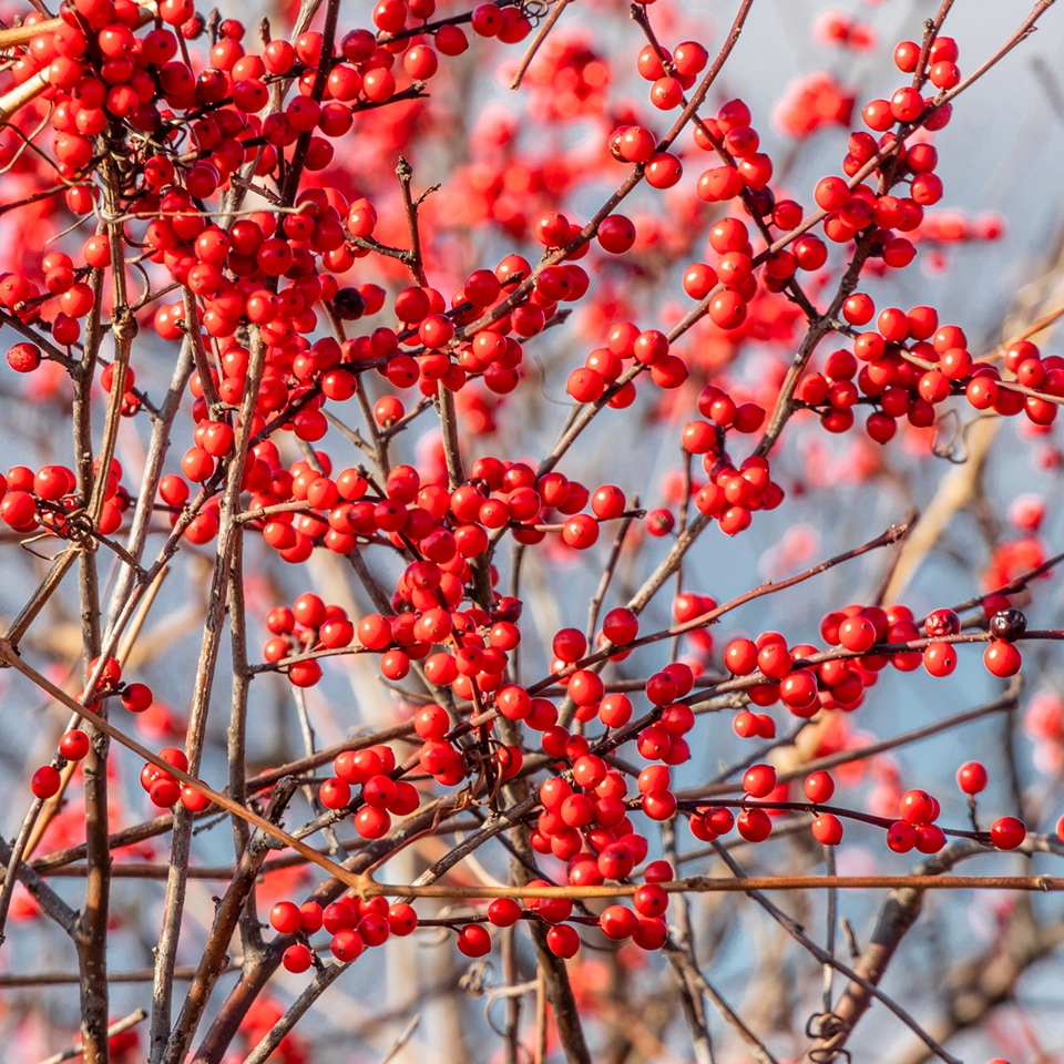 Winterberry holly