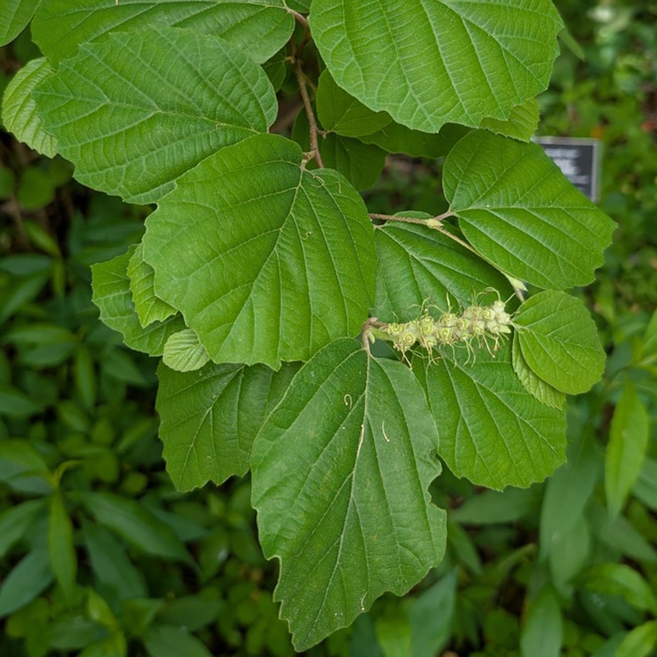 Witch-alder shrub with fragrant white flowers
