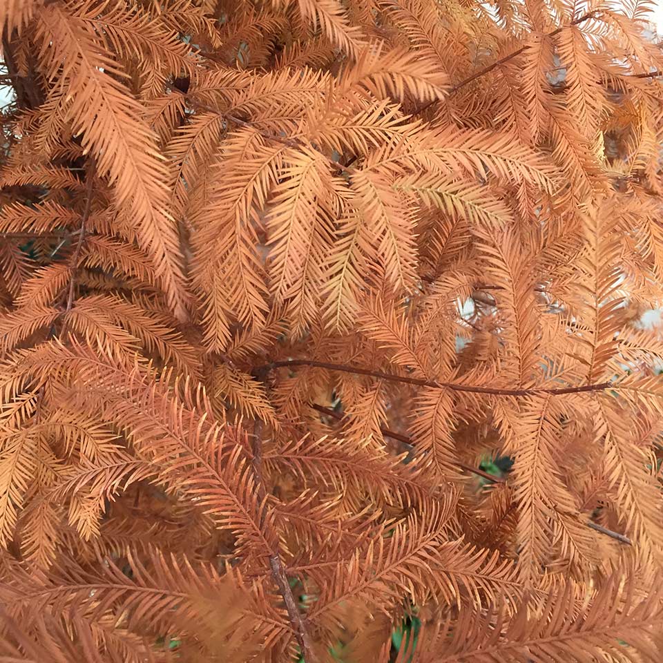 Healthy bald cypress tree, not dead