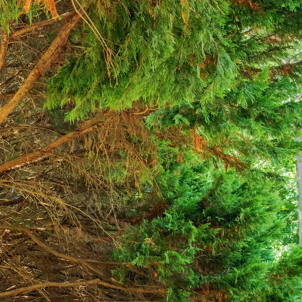 Leyland cypress with browning, not dead