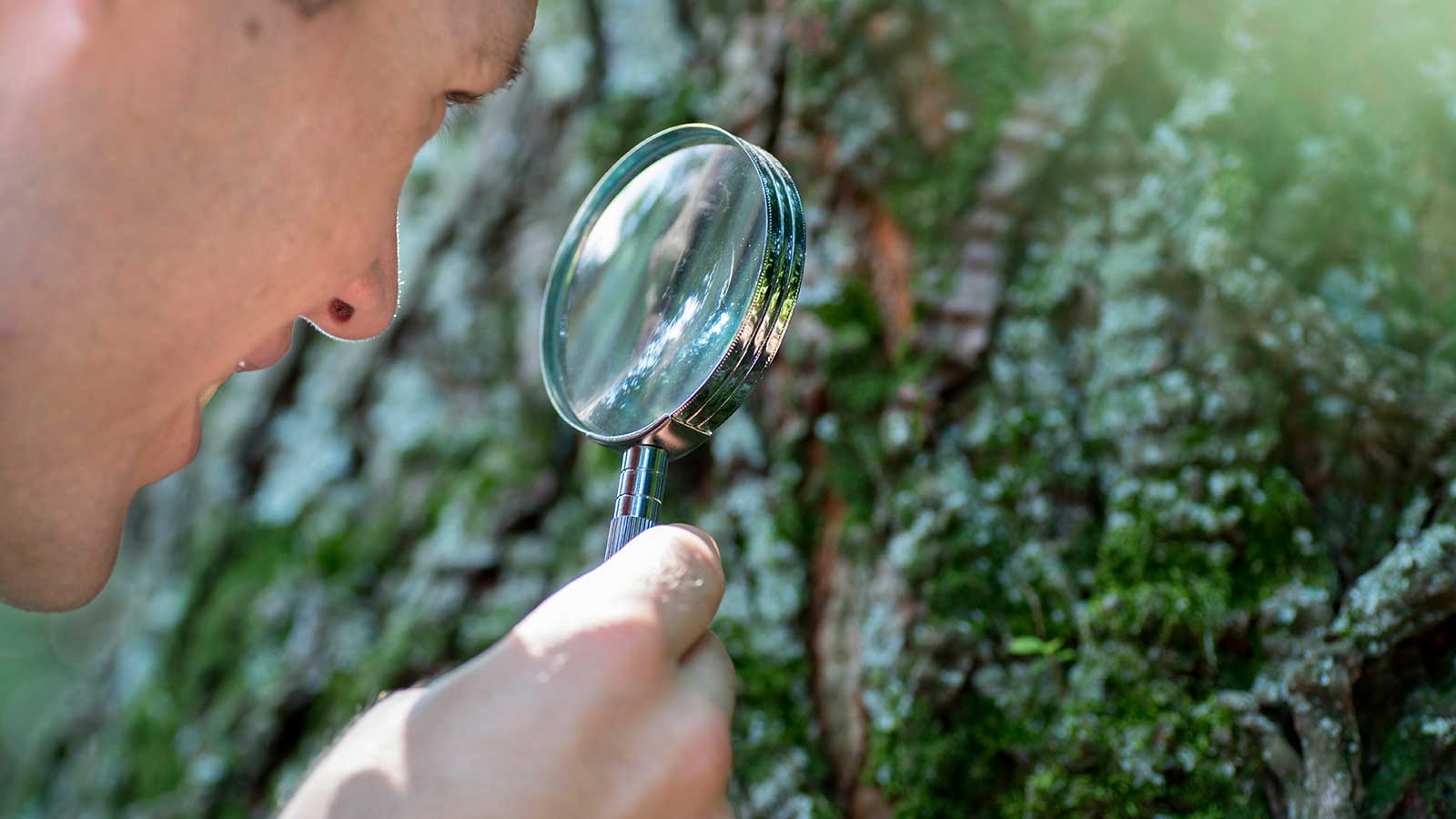 Tree that appears dead but is actually still alive and healthy.