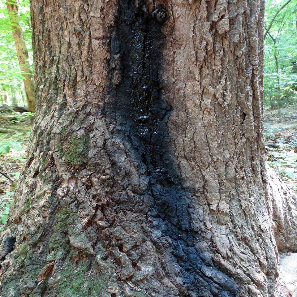 Slime flux oozing from tree trunk