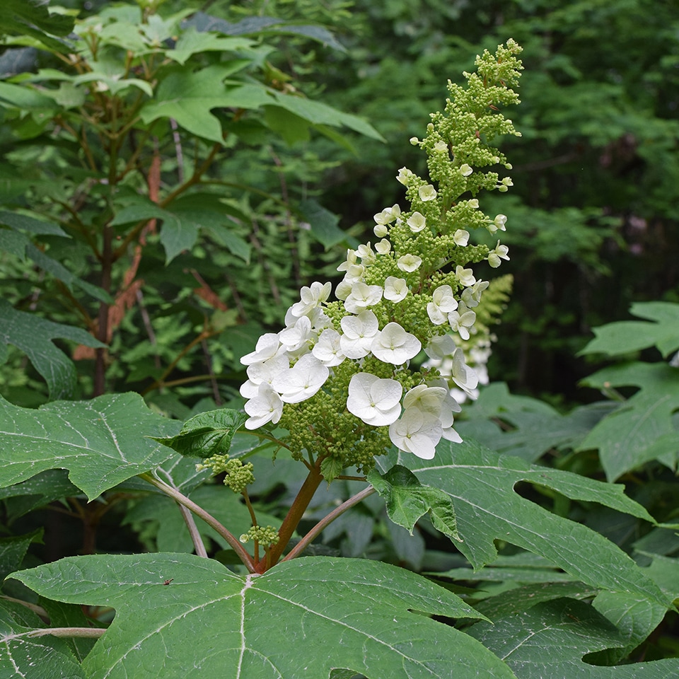 Oakleaf hydrangea shrub in a pocket forest
