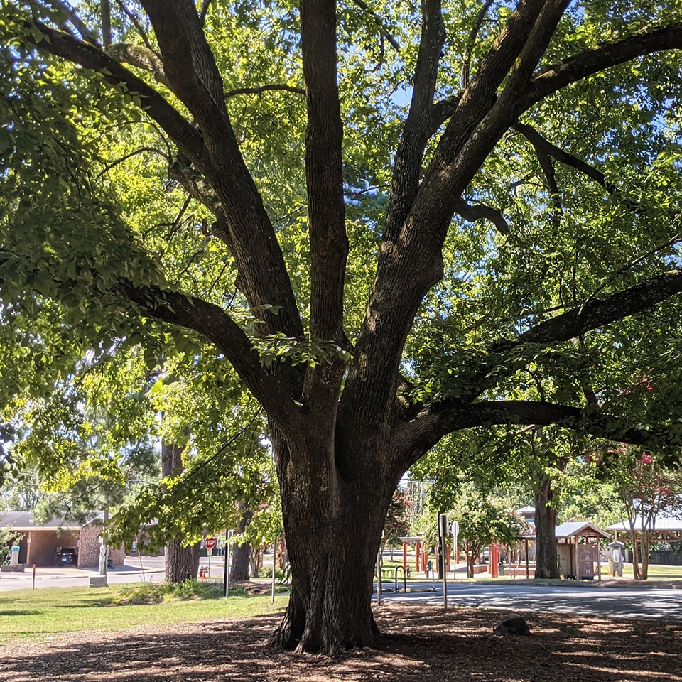 old tree with leaves