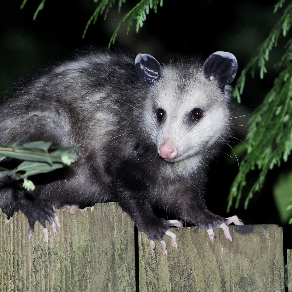 Opossum at night, foraging in a natural habitat