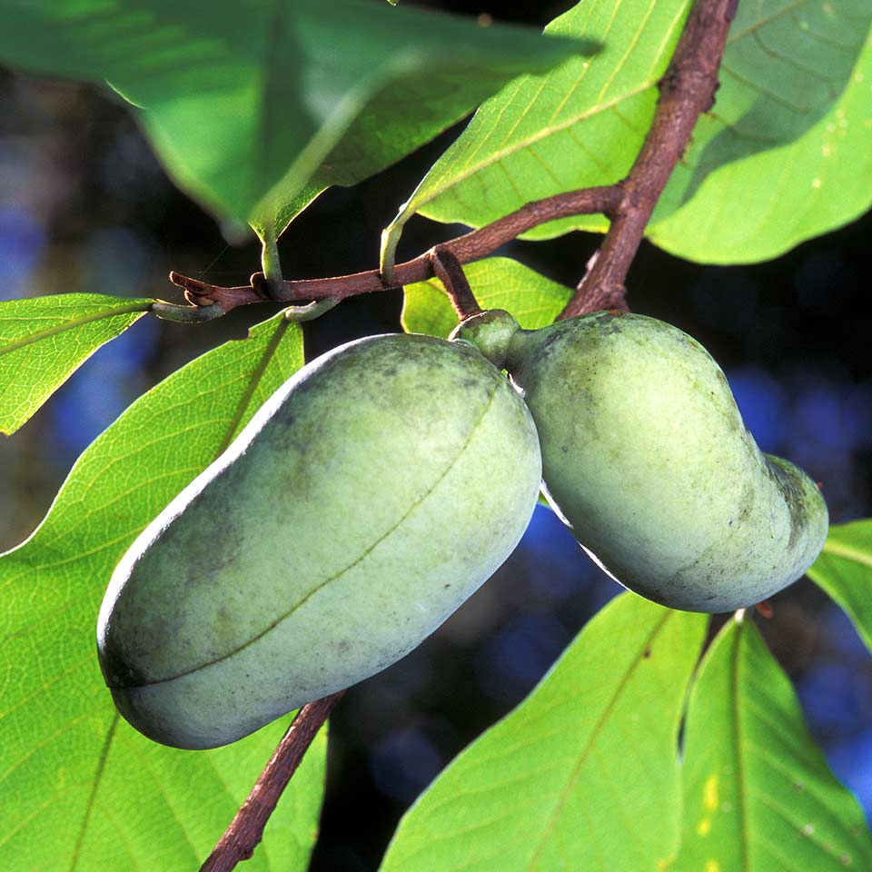 Pawpaw tree, native to North Carolina