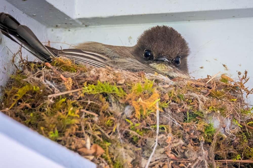 Eastern phoebe in a nest