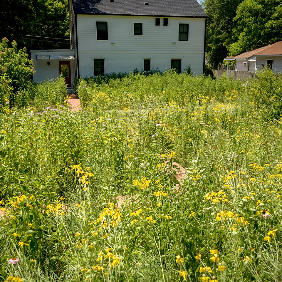 Native meadow replacing traditional house lawn