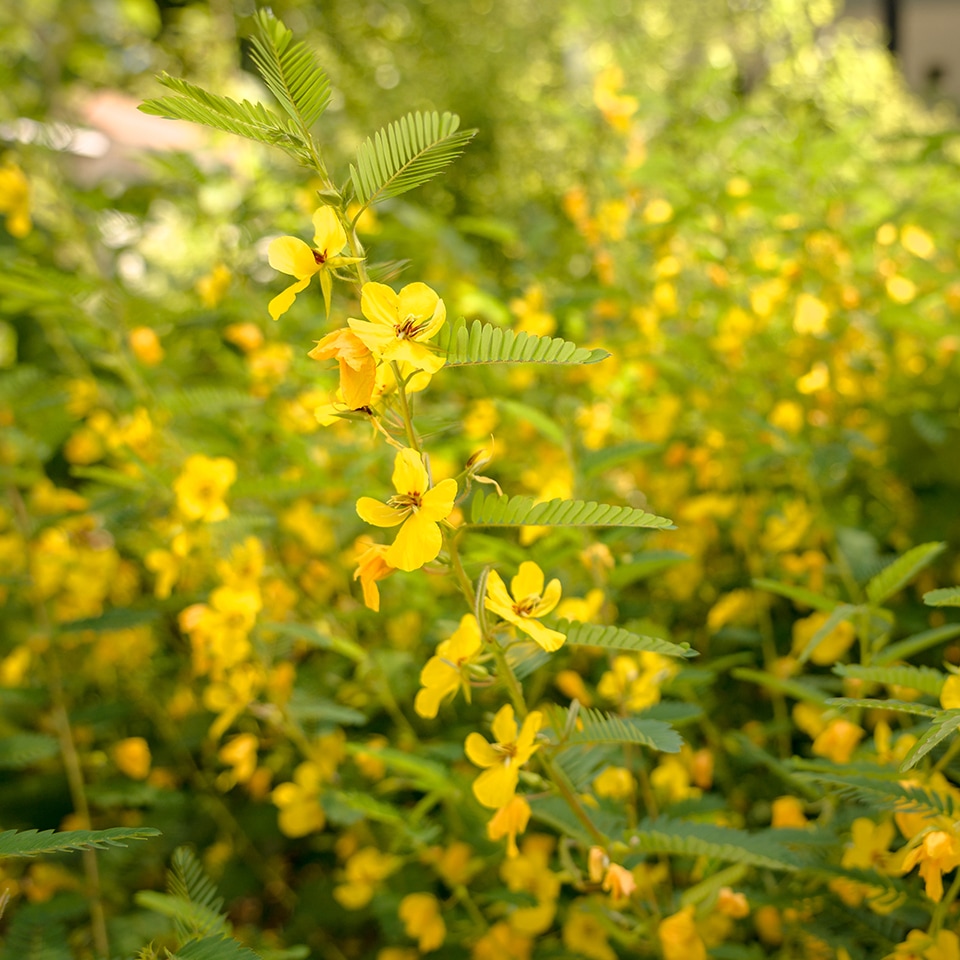 Native perennial plants improving soil health