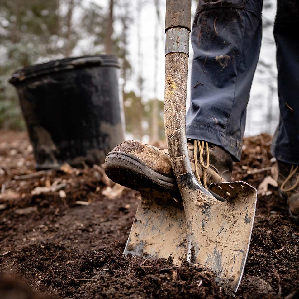 Digging a hole for tree planting, showing correct depth