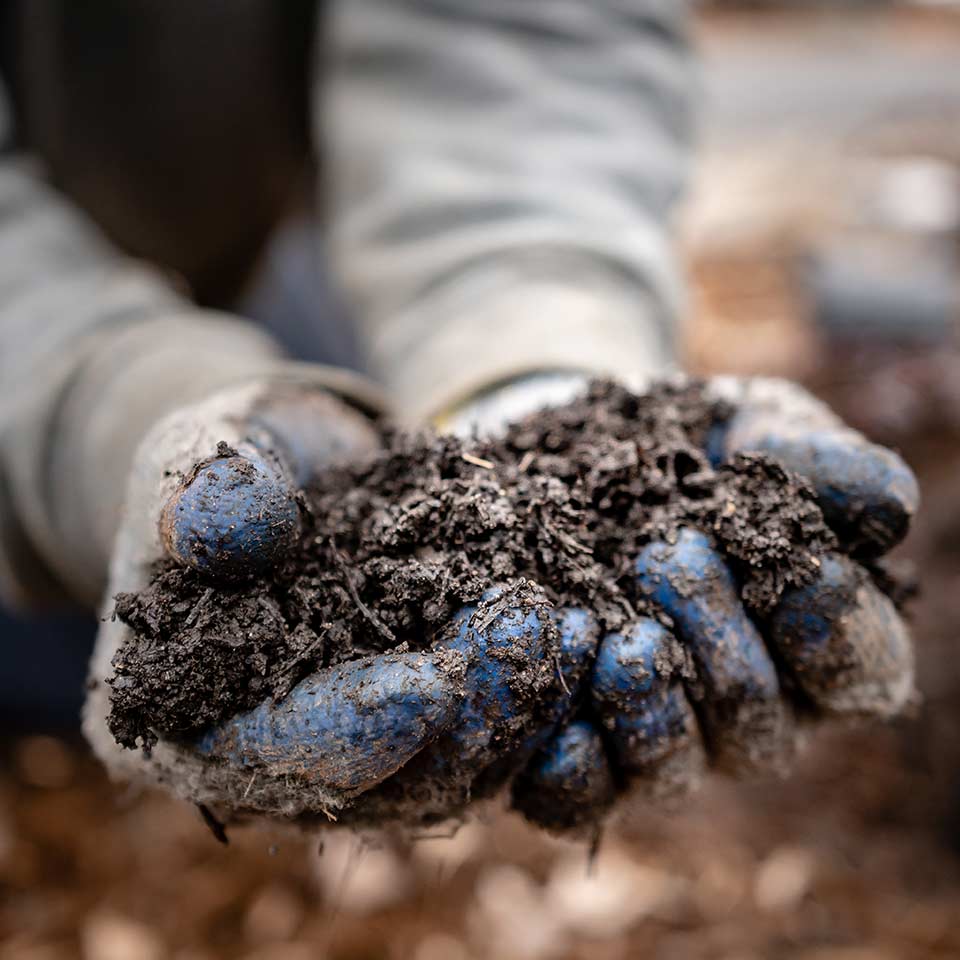 Backfilling soil and compost around tree roots