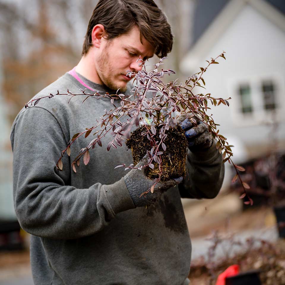 Removing burlap or bucket from tree root ball