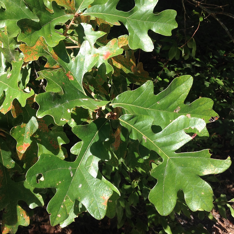 Post oak tree, native to North Carolina