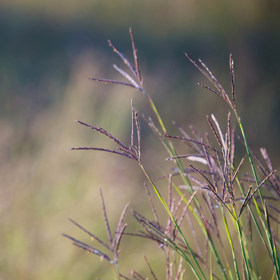 Big Bluestem (Andropogon gerardii) native grass in Piedmont Prairie