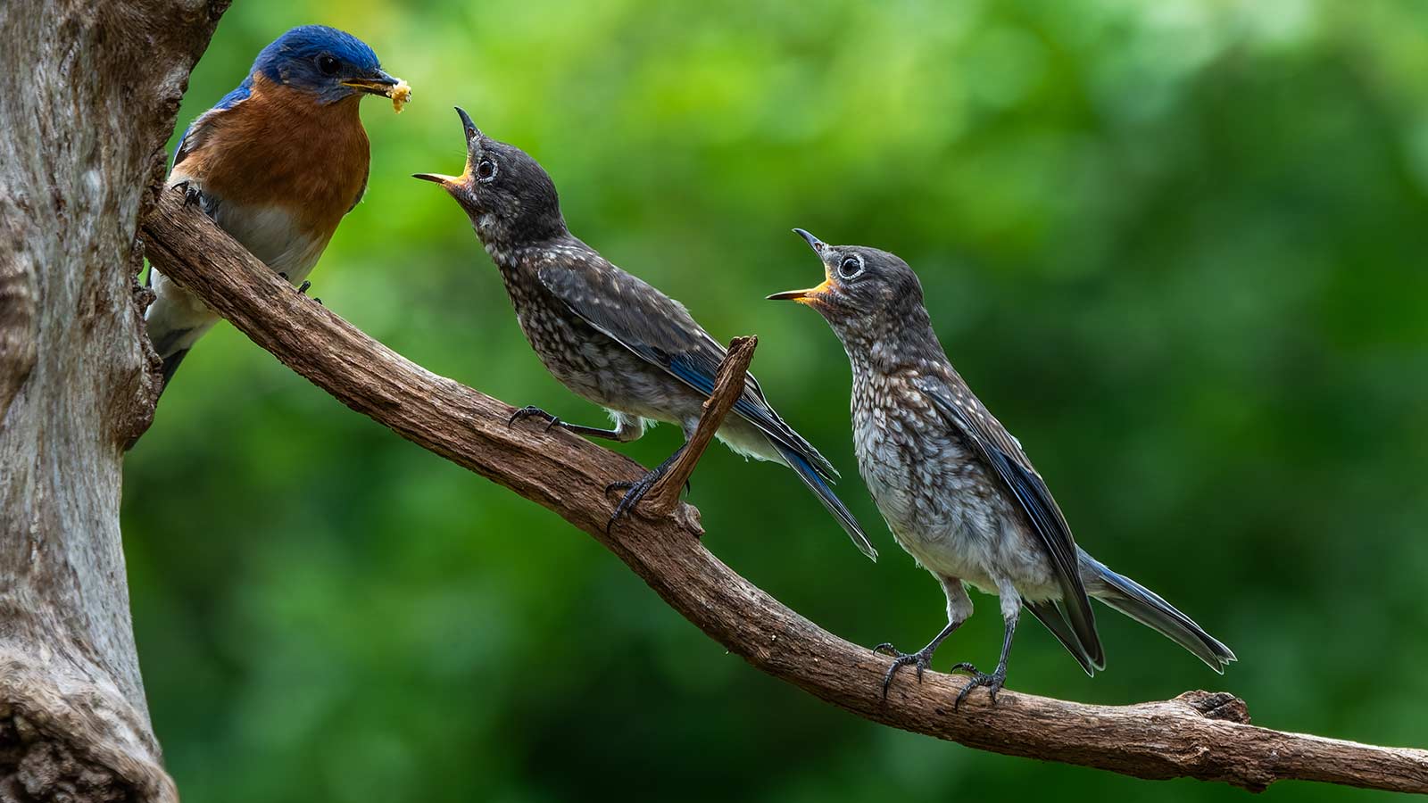 Sparrows on a branch.