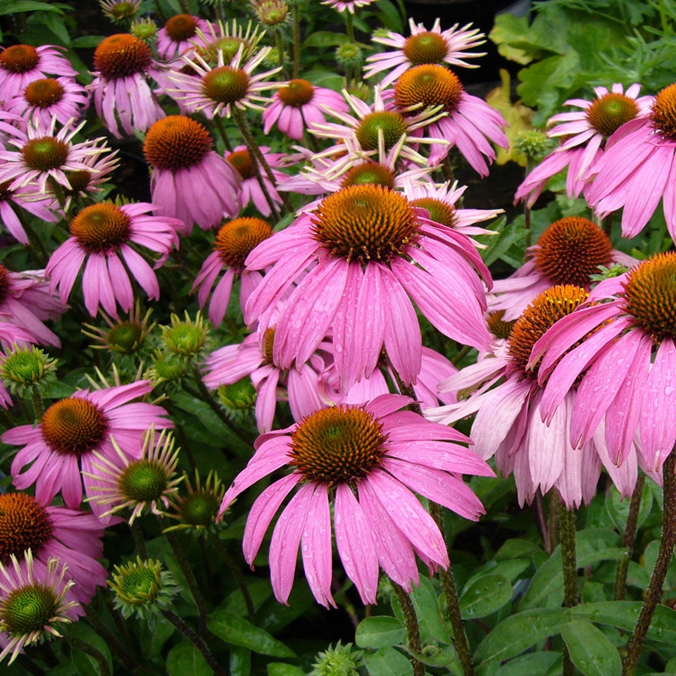 Purple Coneflower (Echinacea purpurea) in Piedmont Prairie