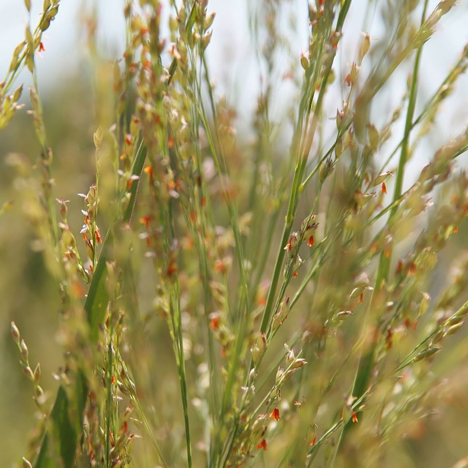 Switchgrass (Panicum virgatum) in Piedmont Prairie