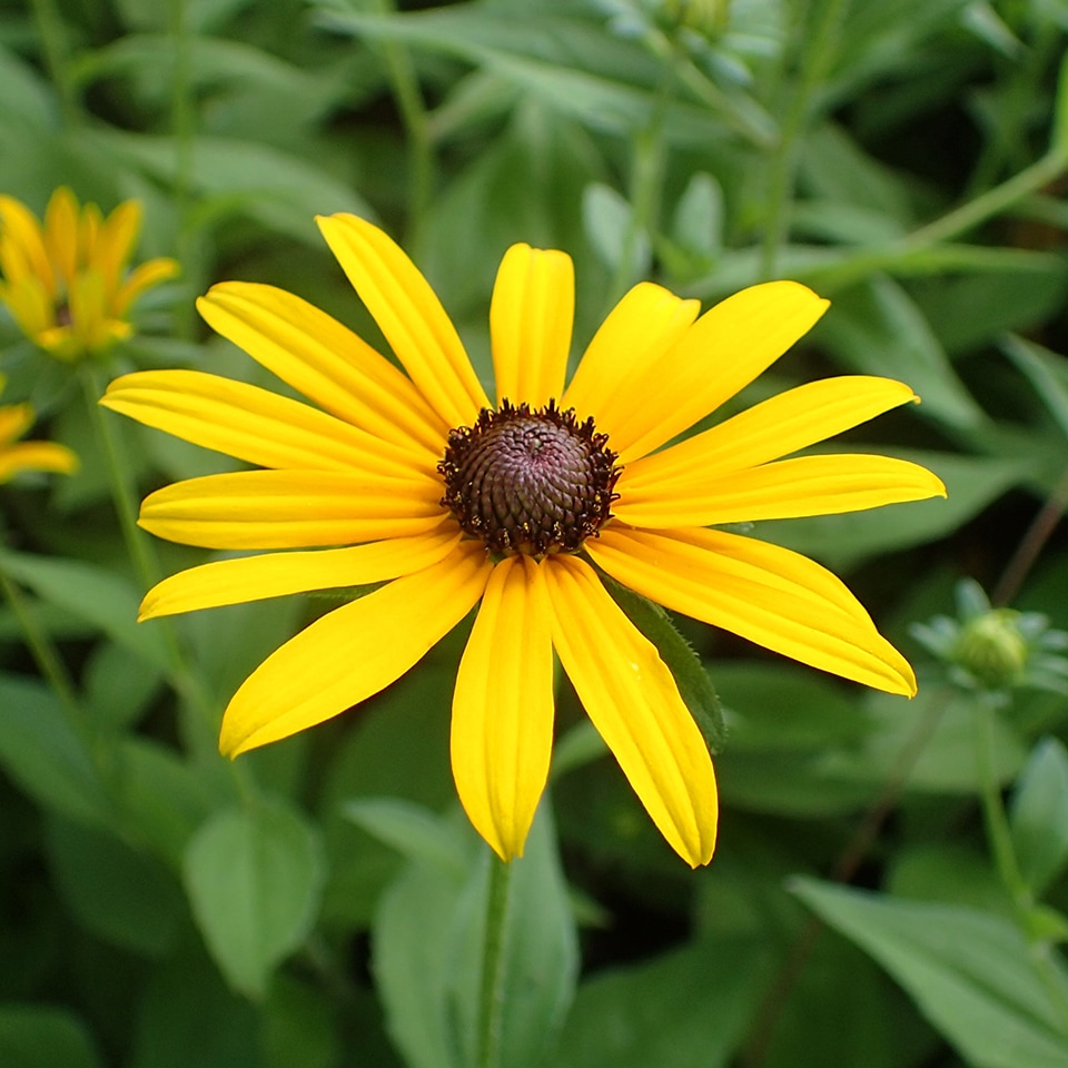 Black-eyed Susan (Rudbeckia hirta) in Piedmont Prairie