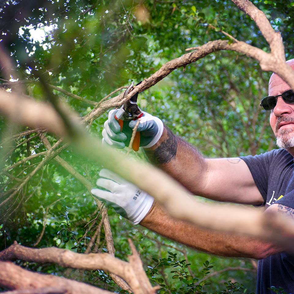 Making a proper pruning cut on a tree branch