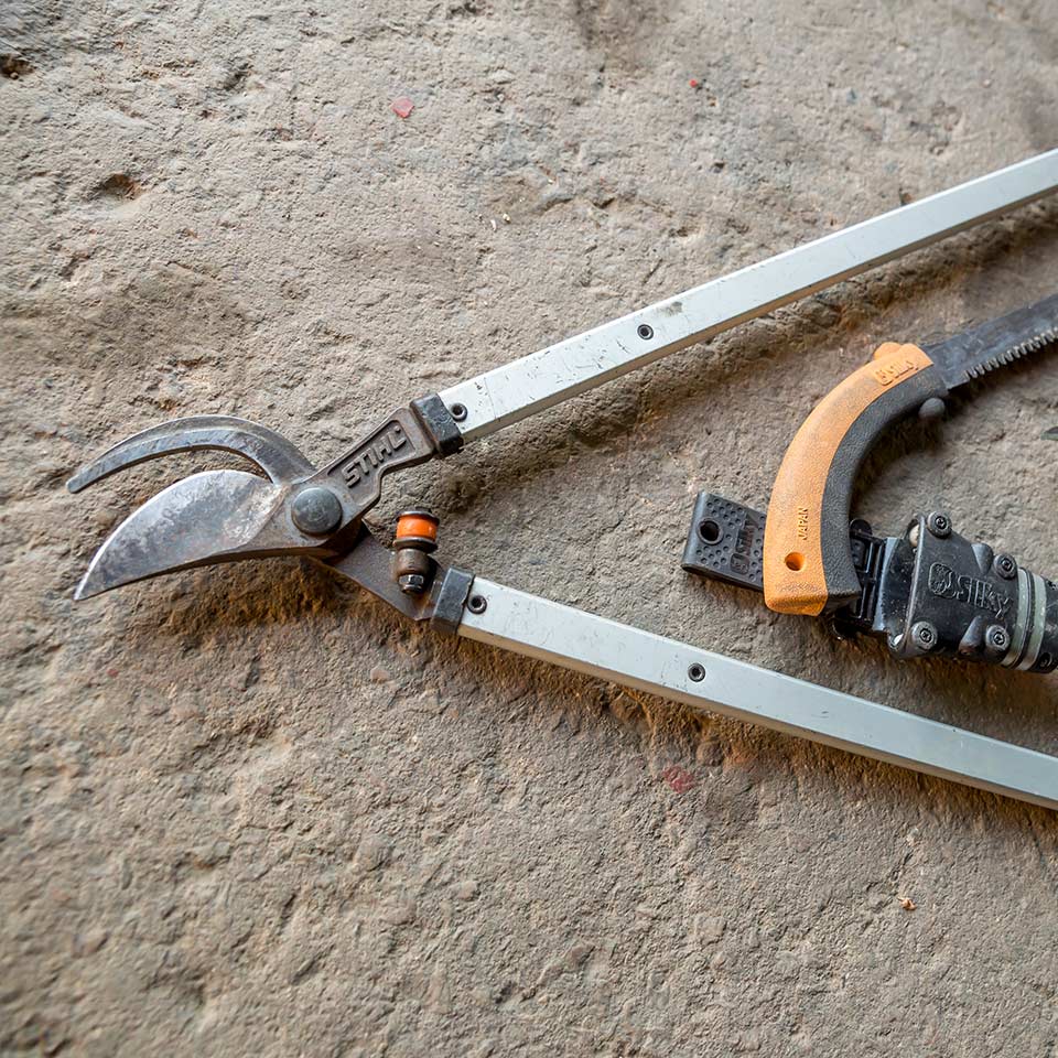 Using sharp loppers for clean pruning cuts