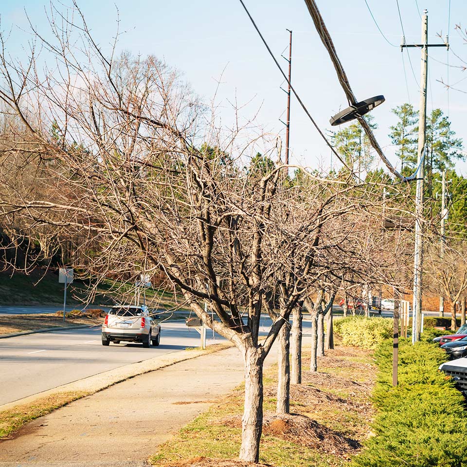 Tree with excessive pruning, showing over-pruned branches