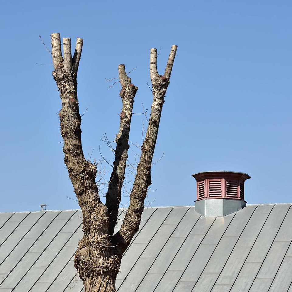 Tree topped by improper pruning