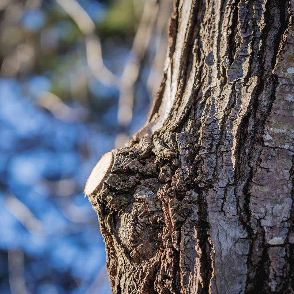 Close-up of correct pruning cut location