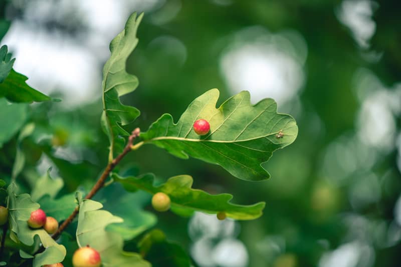 gall on an oak leaf