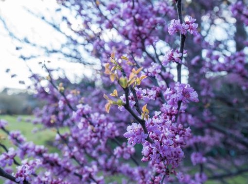 redbud tree