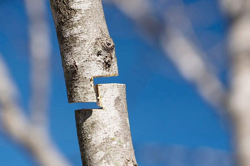 Second redunction cut, showing two saw cuts, both halfway through a branch on opposite sides, spaced an inch apart