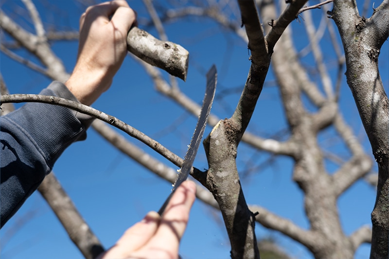 Third redunction cut, showing a full reduction cut, at an angle directly after a branch collar