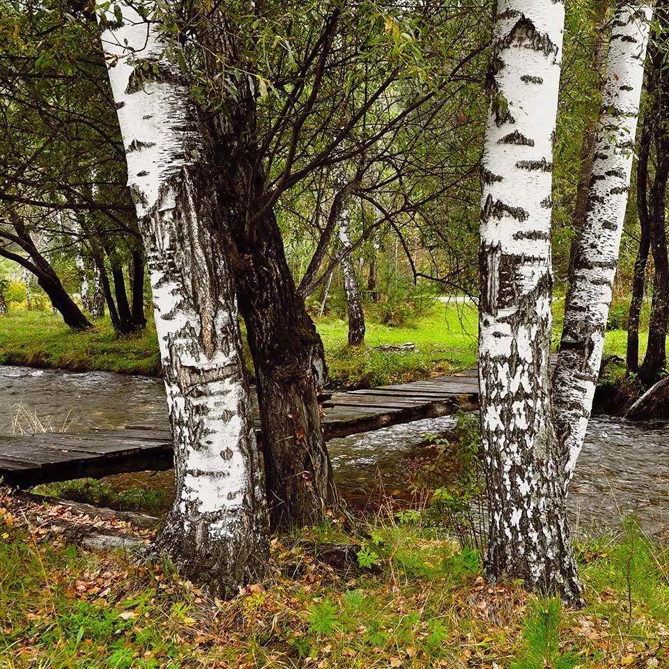 Birch tree recommended for right place
