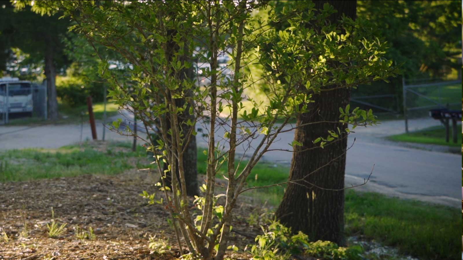 Tree planted in a spacious yard with sunlight and open sky