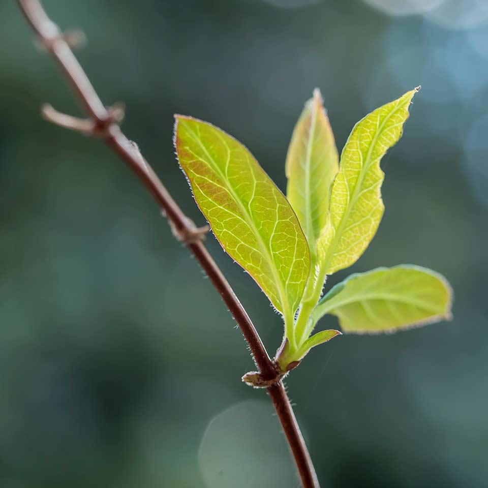 Diagram showing the goal of tree placement