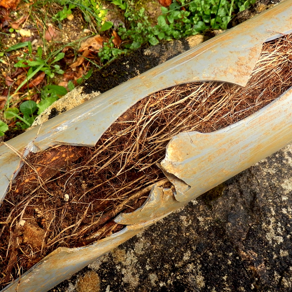 Tree roots near underground pipe