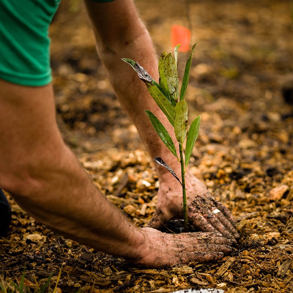 Young native saplings planted near a mature tree