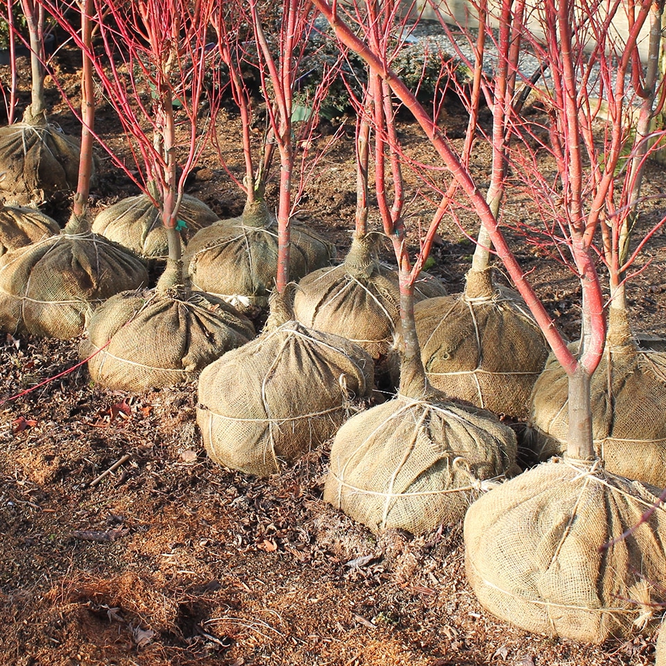 Balled and burlapped tree saplings ready for planting