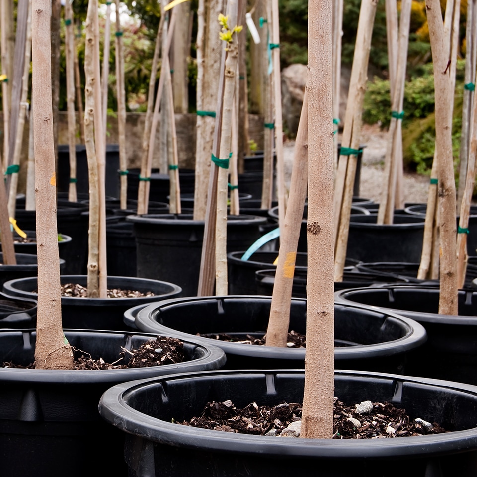 Container-grown tree saplings for planting