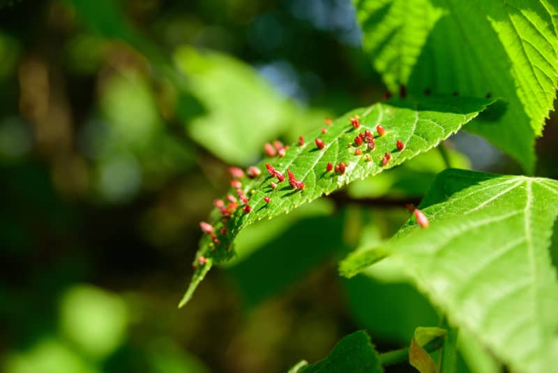 another variety of galls