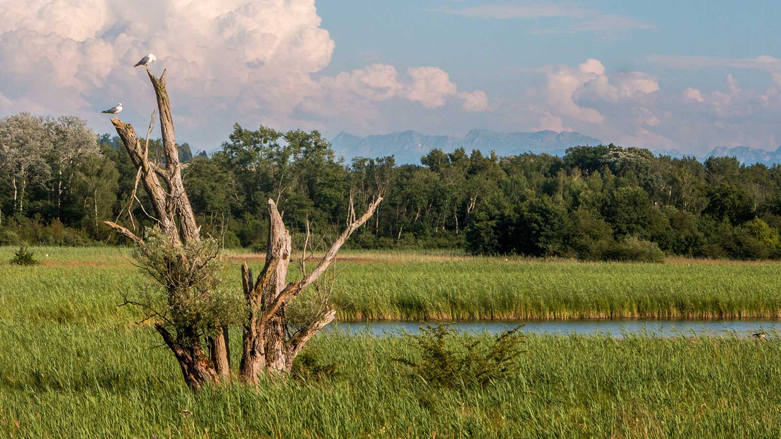 Standing dead tree providing habitat for wildlife in forest