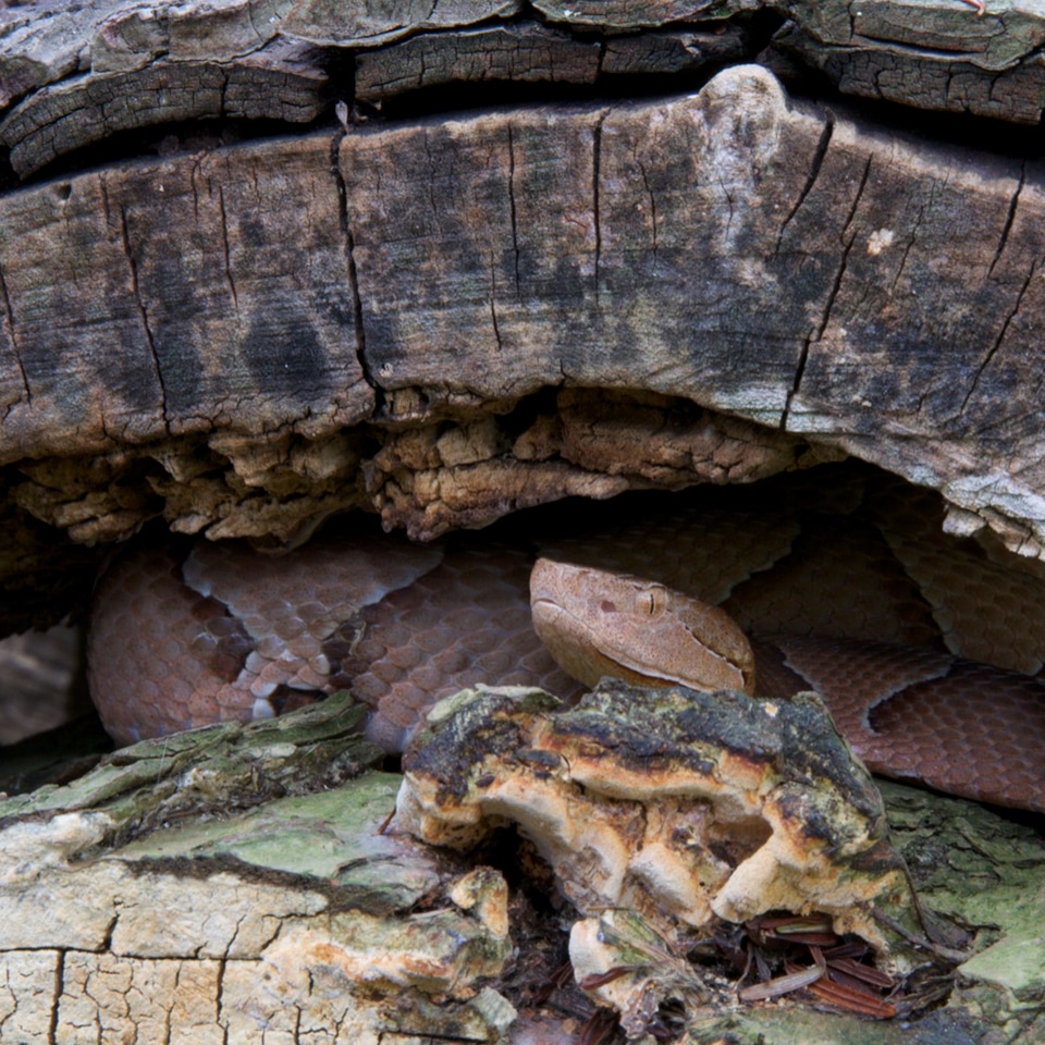 Snake hiding in natural habitat, ecosystem role