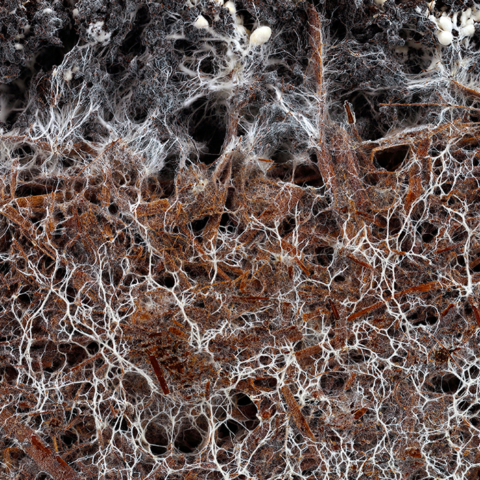 Soil fungi supporting healthy tree roots